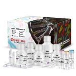 کیت استخراج DNA باکتری های گرم مثبت و منفی - Image 2