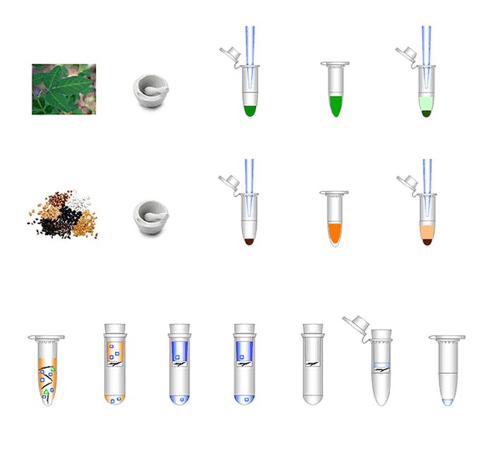کیت استخراج DNA  گیاهان - Image 2