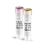 MMLV Reverse Transcriptase