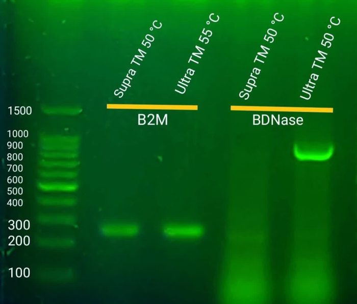 کیت سنتز cDNA - اولترا - Image 3