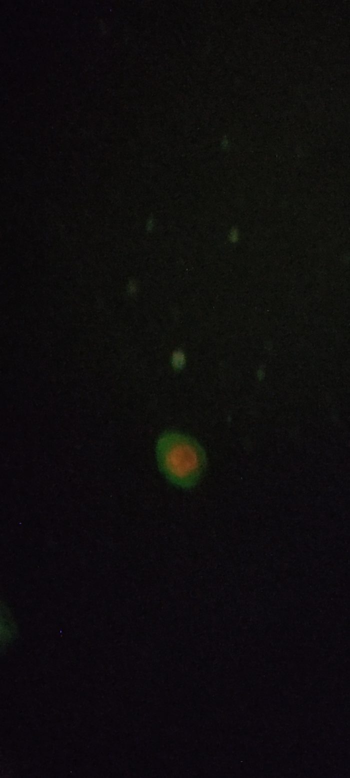 Annexin V Apoptosis Detection Kit - 3