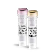 MMLV Reverse Transcriptase