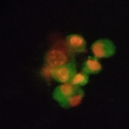 Annexin V Apoptosis Detection Kit - 2