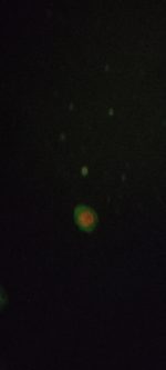 Annexin V Apoptosis Detection Kit - 3
