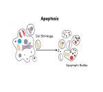 Annexin V Apoptosis Detection Kit