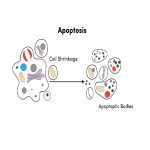 Annexin V Apoptosis Detection Kit