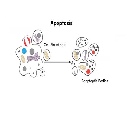 کیت تشخیص آپوپتوز بر پایه انکسین وی (Annexin V)
