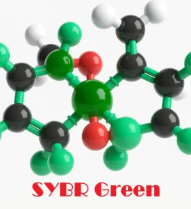 SYBR Green Real Time PCR