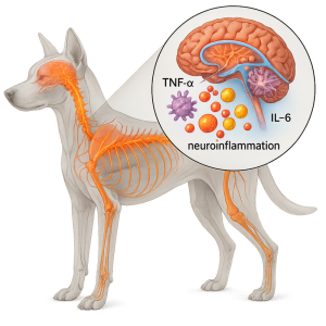 The status of pro-inflammatory cytokines TNF-α and IL-6 in the cerebrospinal fluid of dogs with nervous distemper