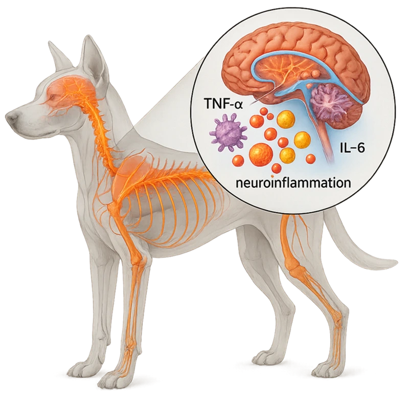 وضعیت سایتوکینهای پیشالتهابی TNF‑α و IL‑6 در مایع مغزی–نخاعی سگهای مبتلا به دیستمپر عصبی